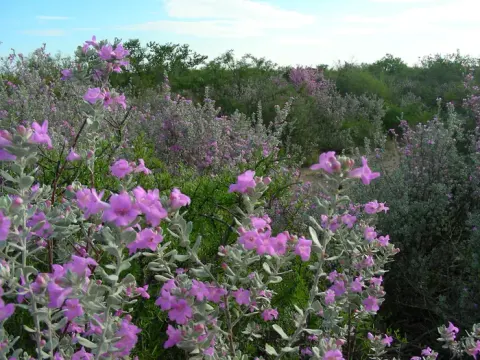 Blooming Purple sage or "Cenizo" around 277 N Group Campground