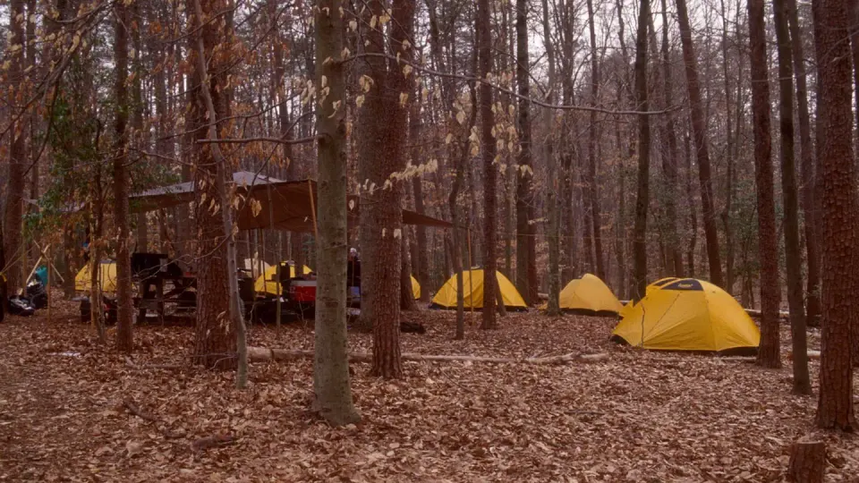 Multiple yellow tents clustered among fallen leaves