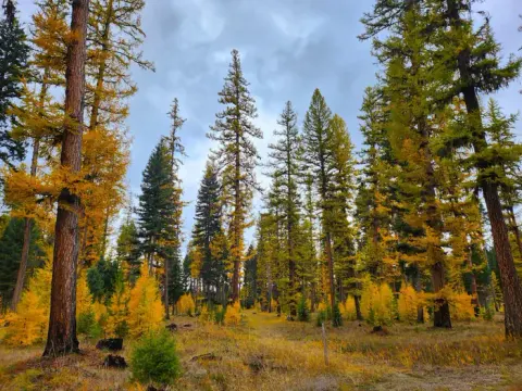 A forested area within Big Larch Campground. Western Larch trees can be seen displaying their gold needles in the fall.
