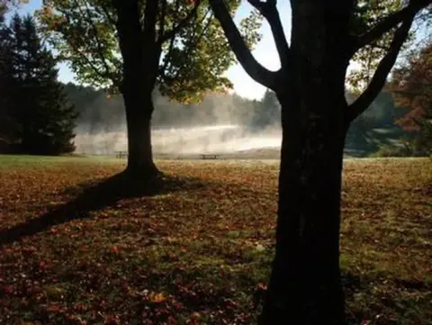 Deciduous trees in foreground with mist over pond in background