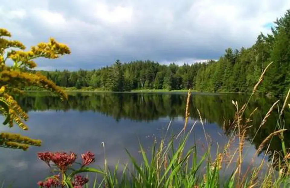 Hapgood Pond with foliage and vegetation in foreground