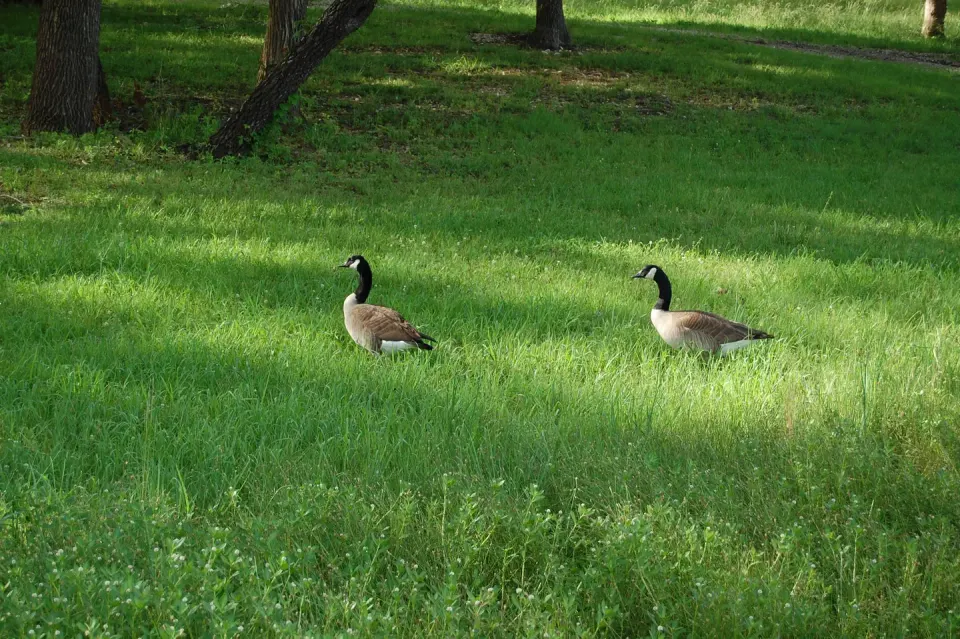 BEARD'S BLUFF PARK WILDLIFE