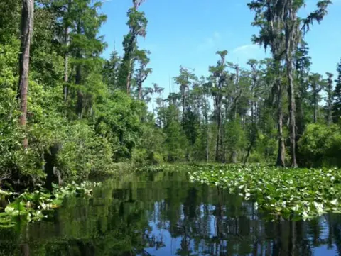 Tree-lined waterway with dark water and spatterdock on the edges of the waterway. Bright blue sky with very few clouds in the background