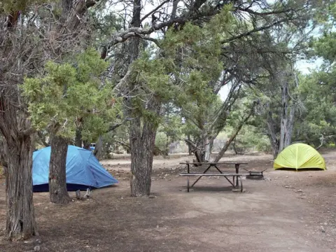 A picnic table between two tents, one blue and one yellow, under the shade of pinyon pines