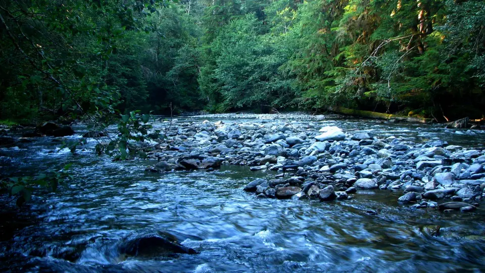 The rocky riverbed and waters of the North Fork Skokomish River. Dense trees line the riverside, with their foliage hanging over the water.