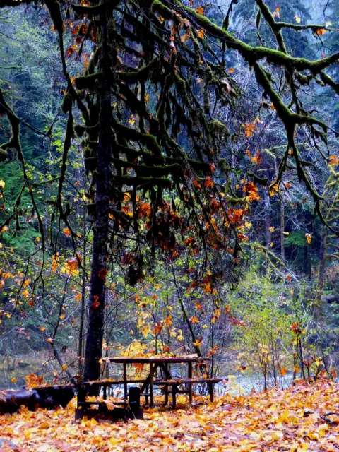 A campsite beside a river in the Staircase campground in the fall. Downed orange leaves cover the campsite and the picnic table within the site.