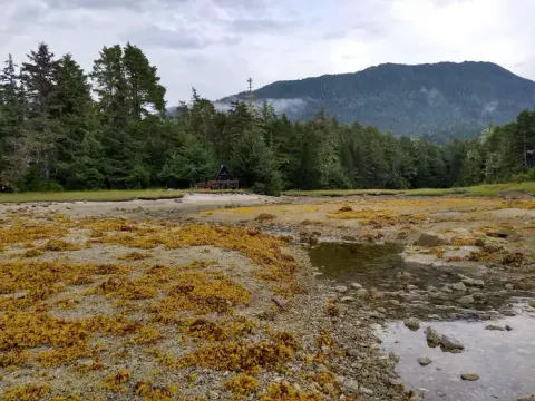 Low tide (1)