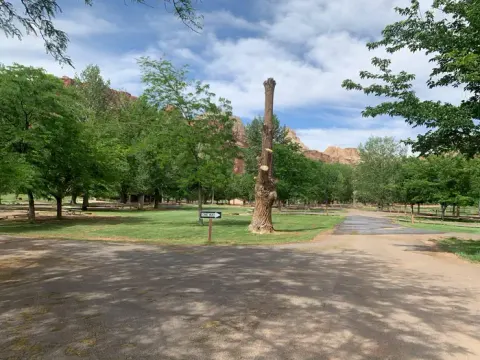 A paved road meet in a "v" in the center of the image, going across the image on the left side and up the image on the right side. A tree missing its limbs is on grass right next to the intersection. Many trees are in the background.