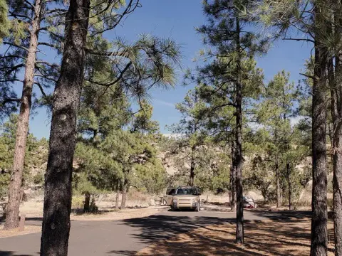 Car parked among pine trees