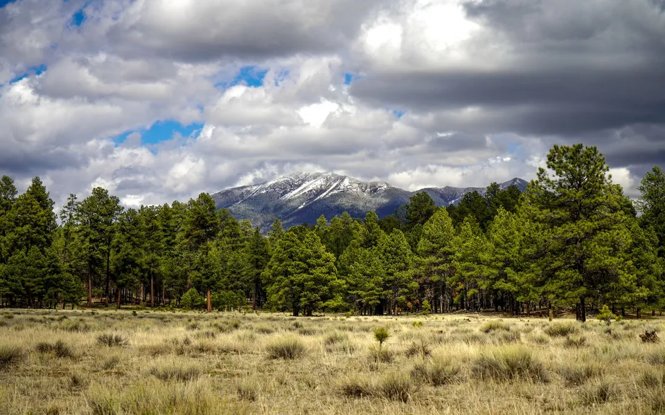 Beautiful landscape of the San Francisco Peaks with pine forests in Flagstaff, Arizona.