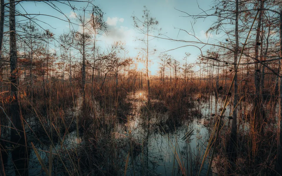 Captivating sunset over the Everglades wetlands, showcasing the tranquil landscape and nature's beauty.