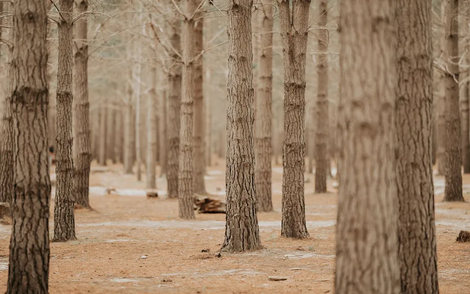Peaceful winter scene in a pine forest with sparse foliage and earthy tones.